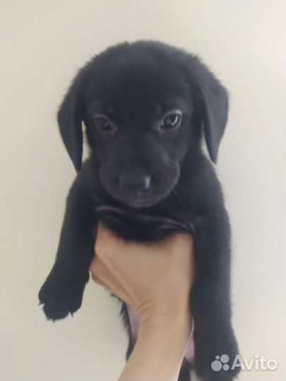 Щенки таксы