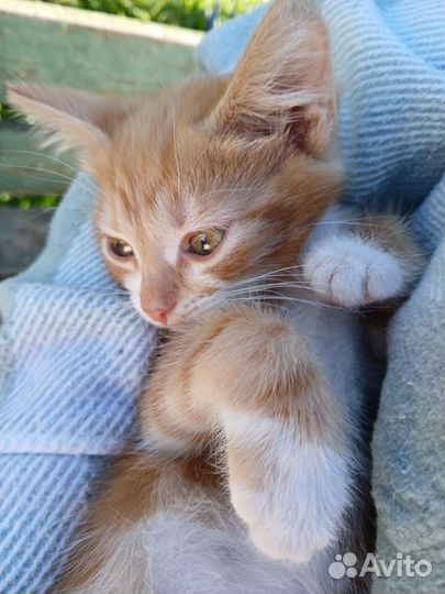 Котенок 2 месяца мальчик