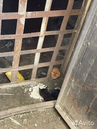 Котята отдам бесплатно
