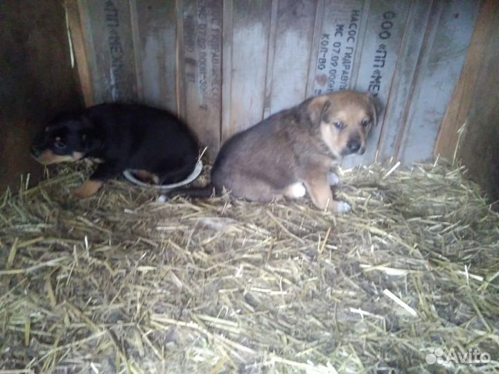 Щенки