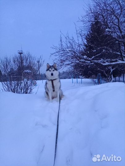 Вязка