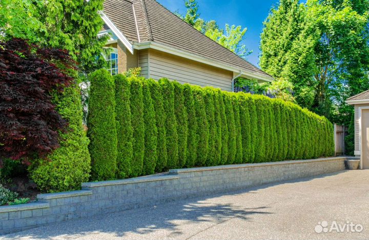 Туя зеленая