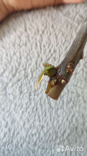 Замиокулькас