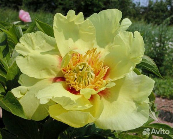 Пионы саженцы элитные сорта наличие