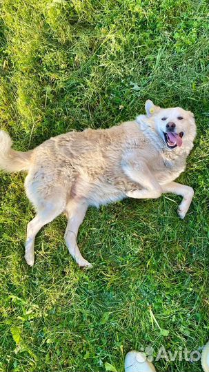 Собака в добрые руки