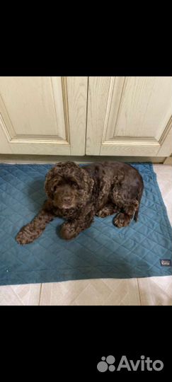 Передержка животных