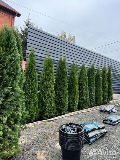 Туя с бесплатной доставкой