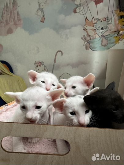 Ориентальная