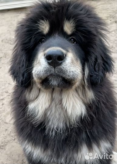 Тибетский мастиф