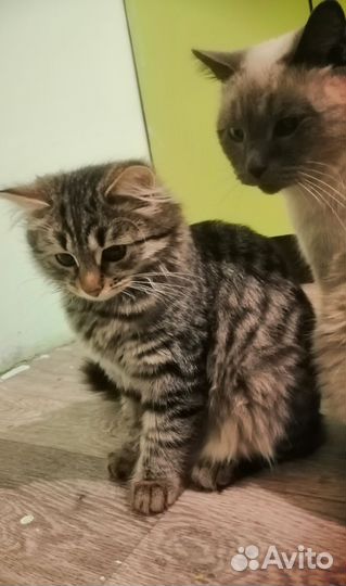 Сибирская кошечка (котёнок ) 4 месяца