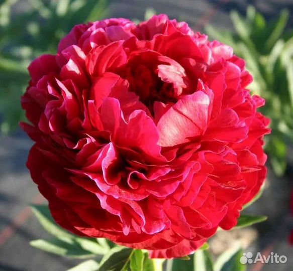 Продаю пионы