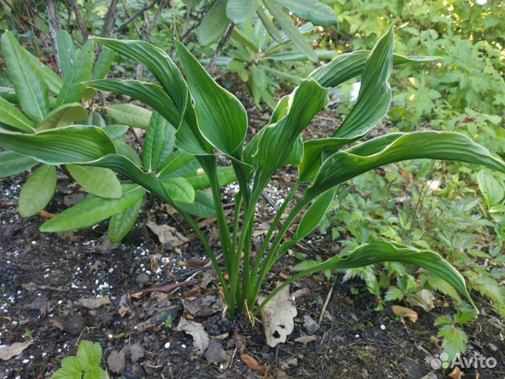 Сортовые хосты