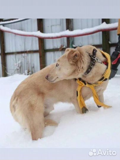 Собака из приюта в добрые руки