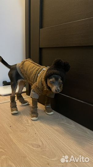 Ботинки для маленьких собак