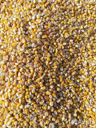 Кукуруза зерно