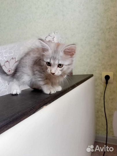 Котята в добрые руки бесплатно