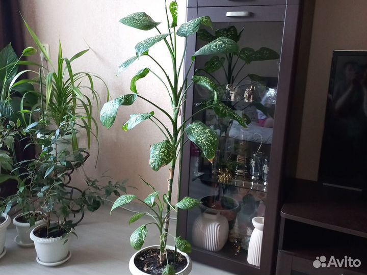 Комнатные растения