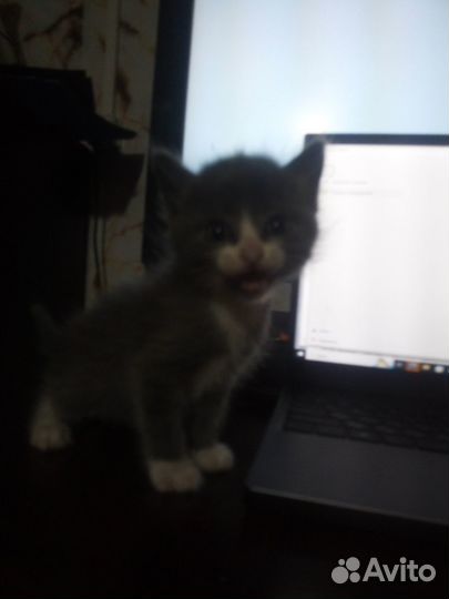 Милые пушистики