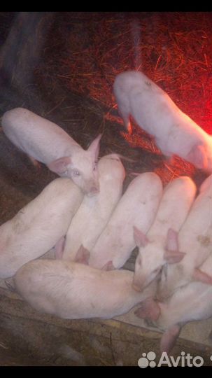 Козаприму-поросёнок