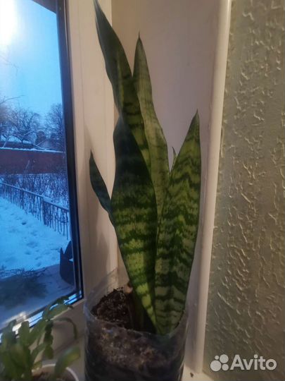 Сансевиерия детки
