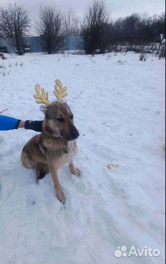 Собака в добрые руки отдам бесплатно