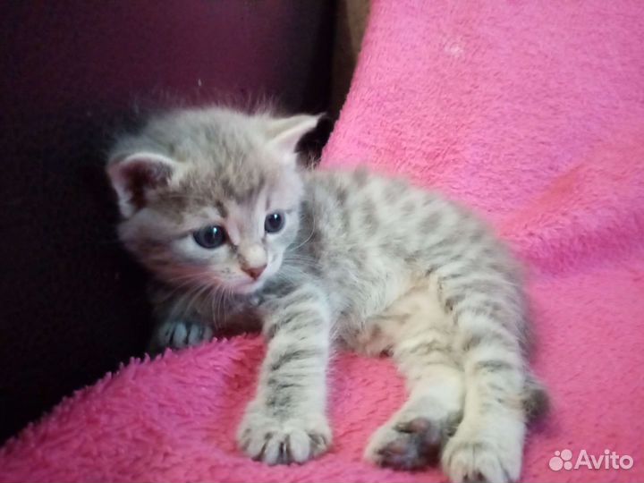 Сибирские котята