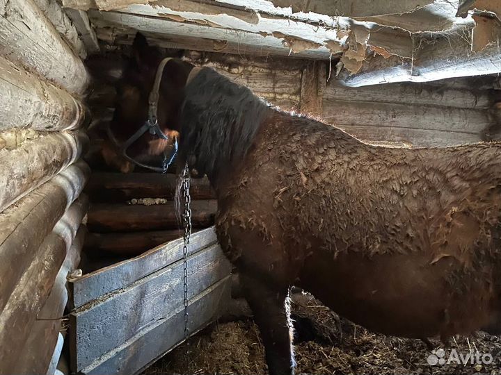 Продам коня