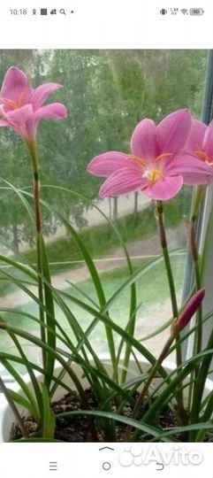 Комнатные, луковичные