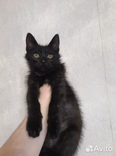 Котенок черный