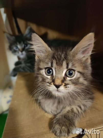 Метис Мейн-куна и Невской маскарадной кошки