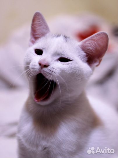 Сиамский котёнок (по папе)