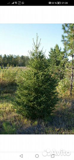 Ель сибирская