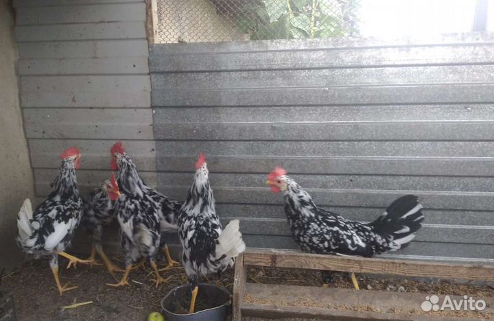 Петухи-леггорны