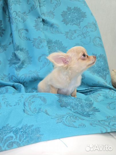Щенки чихуахуа мини