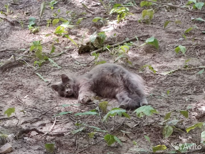 Рыжик ждёт своего человека