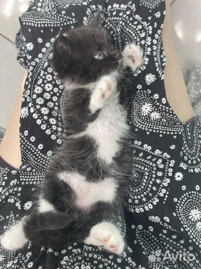 Отдаю котят