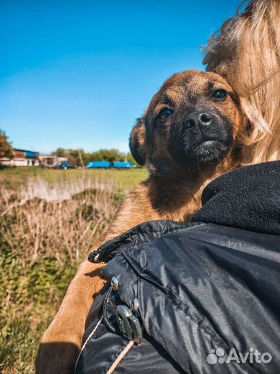 Щенки в хорошие руки