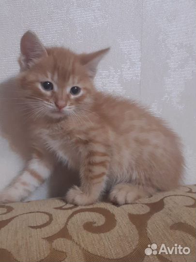 Котенок в добрые руки