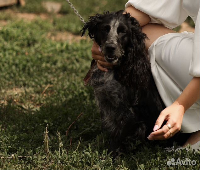 Русский охотничий спаниель щенята