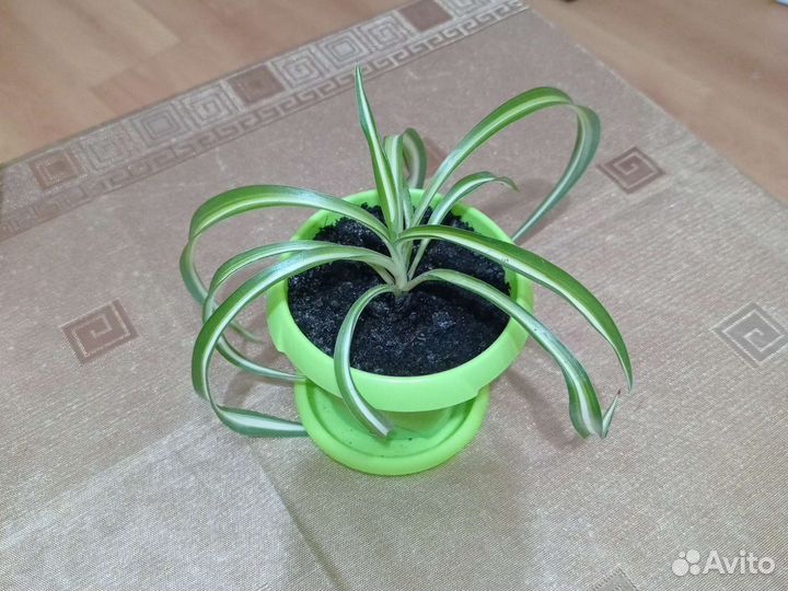 Хлорофитум кудрявый