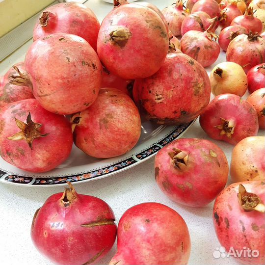 Саженцы Граната