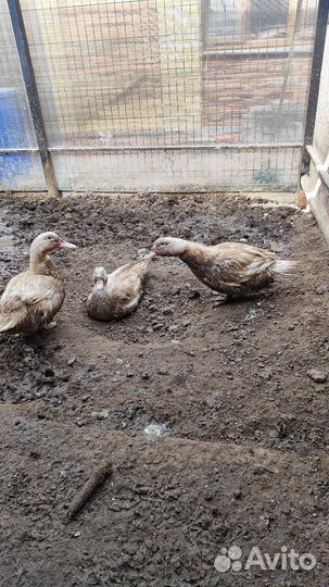 Утки муларды