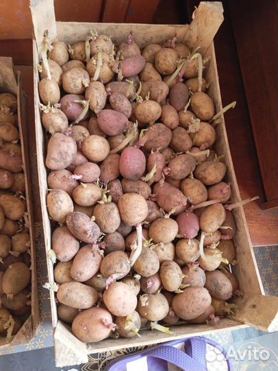 Картофель семенной