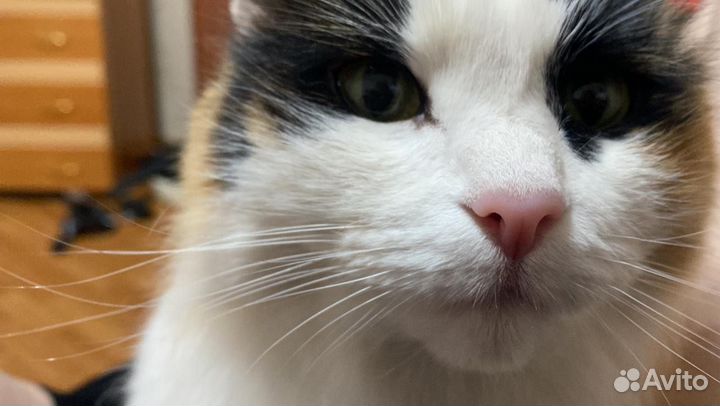 Кошечка