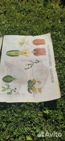 Школьные плакаты по биологии времен СССР