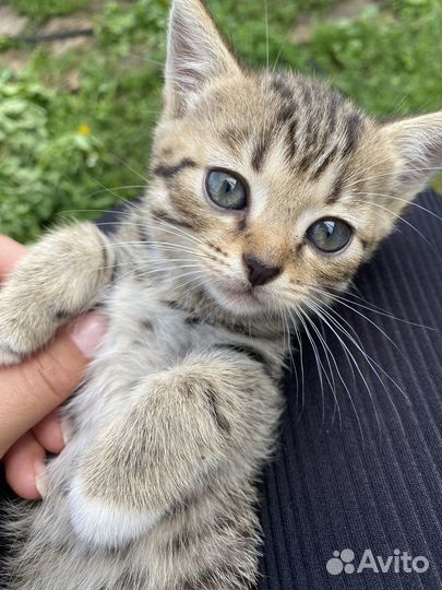 Отдам котят в добрые руки