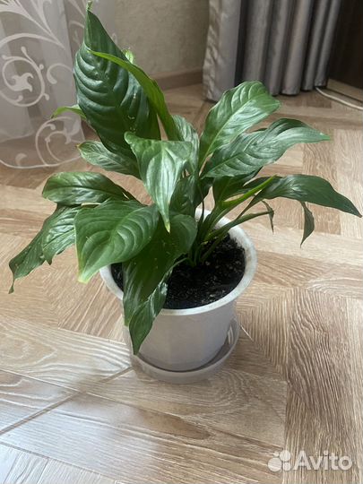 Спатифиллум