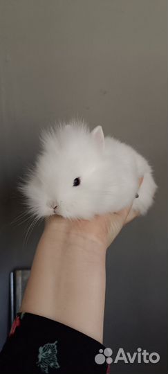 Крольчата карликовые