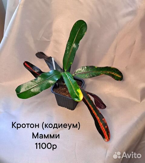 Кротоны (кодиеумы) разные