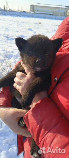 Малышке очень нужен дом